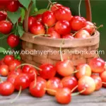 Buah Buahan Yang Baik Untuk Mengatasi Arthritis