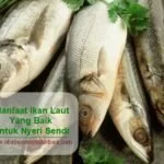 Manfaat Ikan Laut Yang Baik Untuk Nyeri Sendi